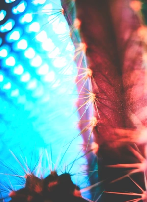 Johannes Ruppel Fotograf Kunstfotografie Macro Cactus-1 Johannes Ruppel Fotograf Kunstfotografie Macro Cactus-1