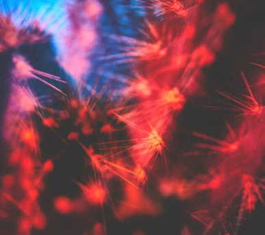 Johannes Ruppel Fotograf Kunstfotografie Macro Cactus-3 Johannes Ruppel Fotograf Kunstfotografie Macro Cactus-3