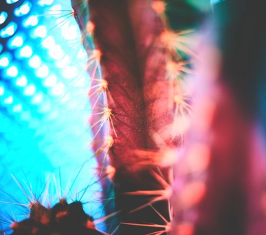 Johannes Ruppel Fotograf Kunstfotografie Macro Cactus-1 Johannes Ruppel Fotograf Kunstfotografie Macro Cactus-1