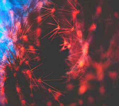 Johannes Ruppel Fotograf Kunstfotografie Macro Cactus-2 Johannes Ruppel Fotograf Kunstfotografie Macro Cactus-2