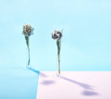 Johannes Ruppel Fotograf Kunstfotografie Blumen Stillleben-6