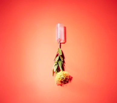 Johannes Ruppel Fotograf Kunstfotografie Blumen Stillleben-8