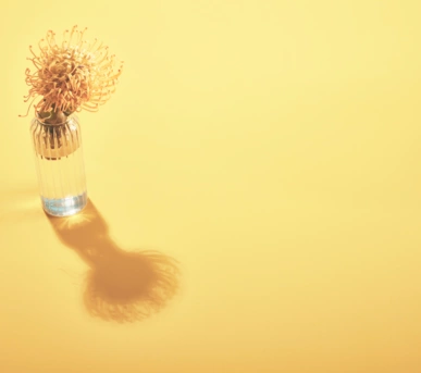 Johannes Ruppel Fotograf Kunstfotografie Blumen Stillleben-2 Johannes Ruppel Fotograf Kunstfotografie Blumen Stillleben-2