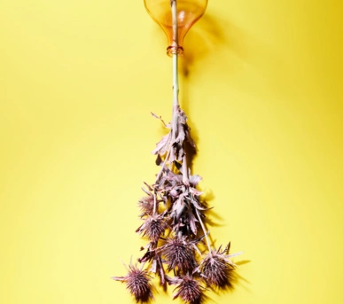 Johannes Ruppel Fotograf Kunstfotografie Blumen Stillleben-9 Johannes Ruppel Fotograf Kunstfotografie Blumen Stillleben-9